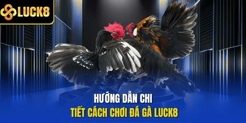Hướng dẫn chi tiết cách chơi đá gà LUCK8